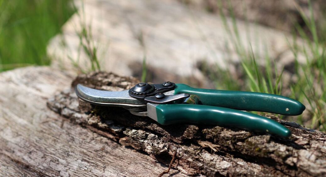 Секрет мені дістався від бабусі: стара яблуня дасть небувалий урожай, якщо її правильно обрізати у листопаді 