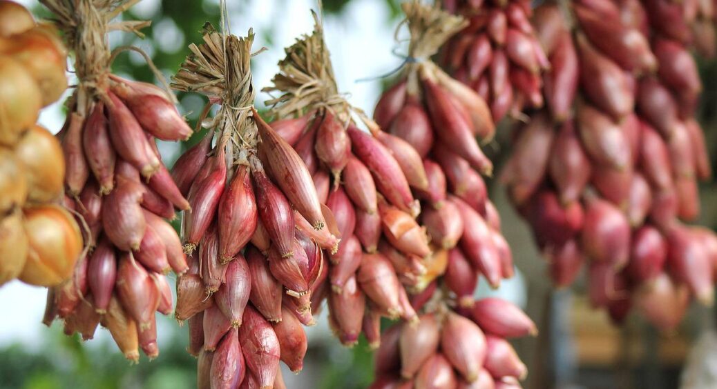 Сусідка-агрономка поділилася секретом: додаю це в лунки під цибулю і збираю врожай на 2 місяці раніше 