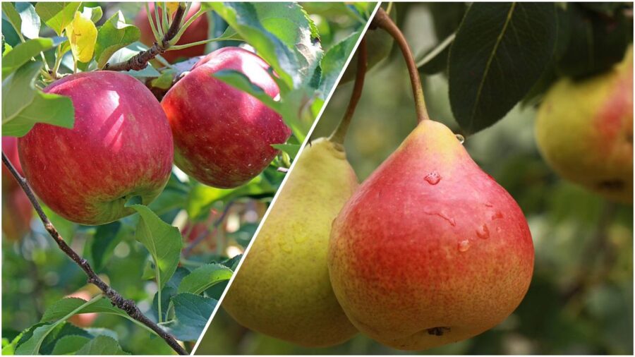 Садівники розповіли, що зробити восени, щоб наступного року не з'явилася парша