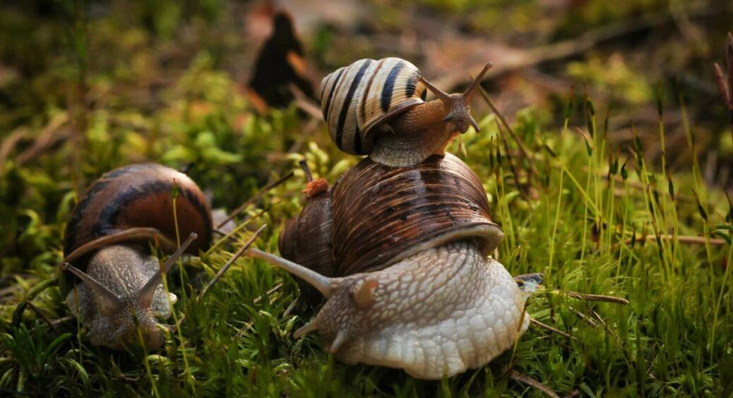 На моєму городі за 3 роки жодного слимака не знайшла: ділюся, як здобути тріумф над набридливими шкідниками 