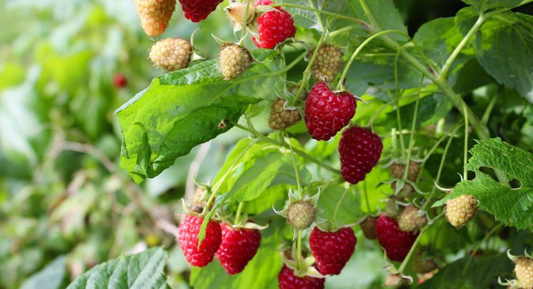 Пересаджую малину восени – і не вагаюся ні хвилини: “інструкцію” з 5 правил дала бабуся ще у 1980 році 