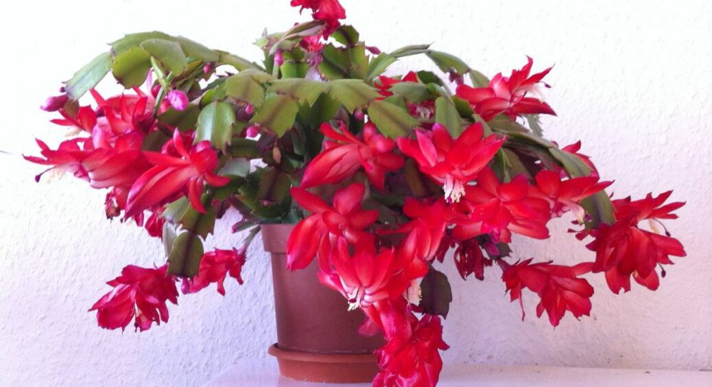 Не купуйте дорогі добрива: народний метод, який змусить декабриста цвісти так, що сусіди охнуть від захвату 