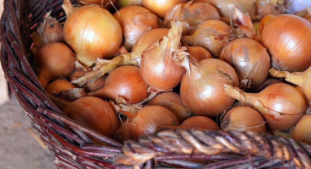 У 2025 посадіть озиму цибулю в ці “золоті” дні: головки виростуть розміром з кулак і врожай не померзне 