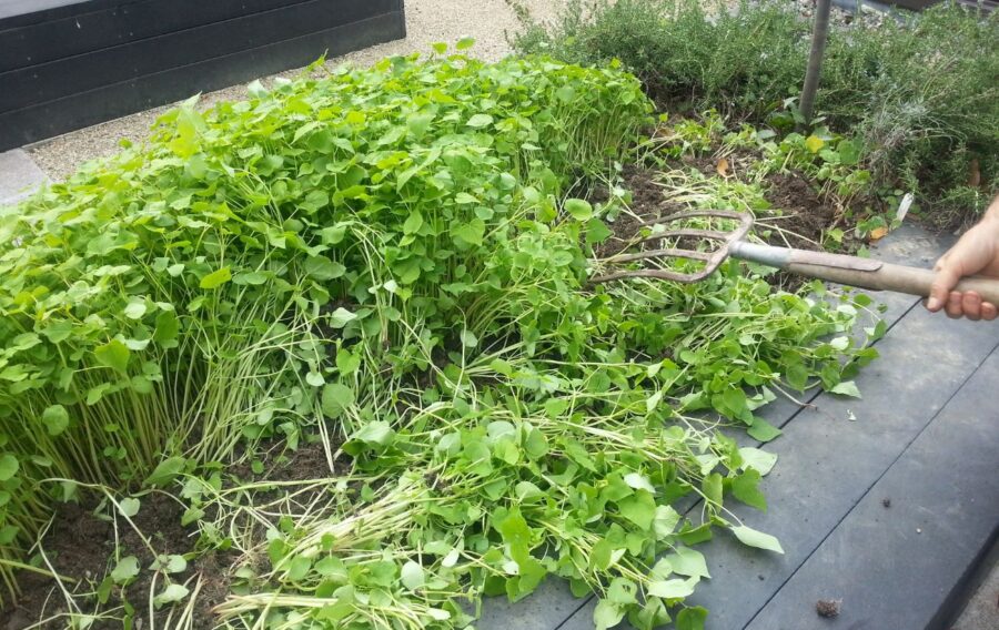 Агрономи пояснили, як правильно використовувати сидерати на городі