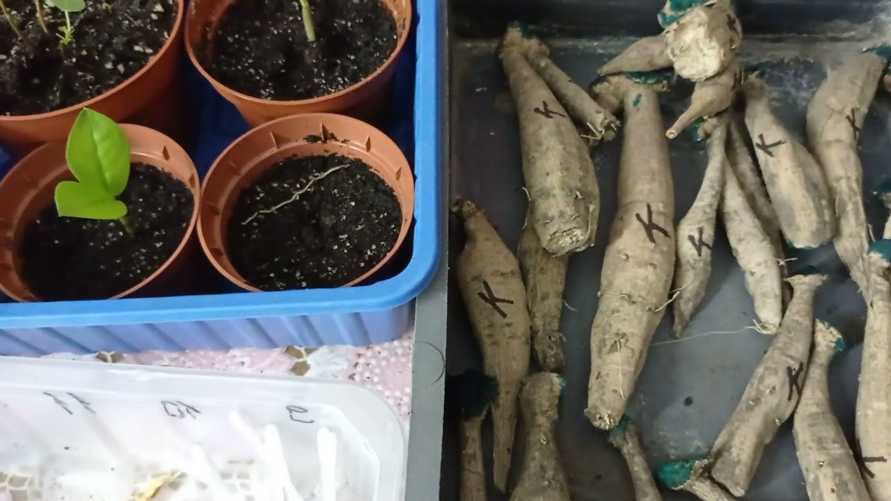 Квітникарі розповіли, як підготувати бульби жоржин до зимівлі