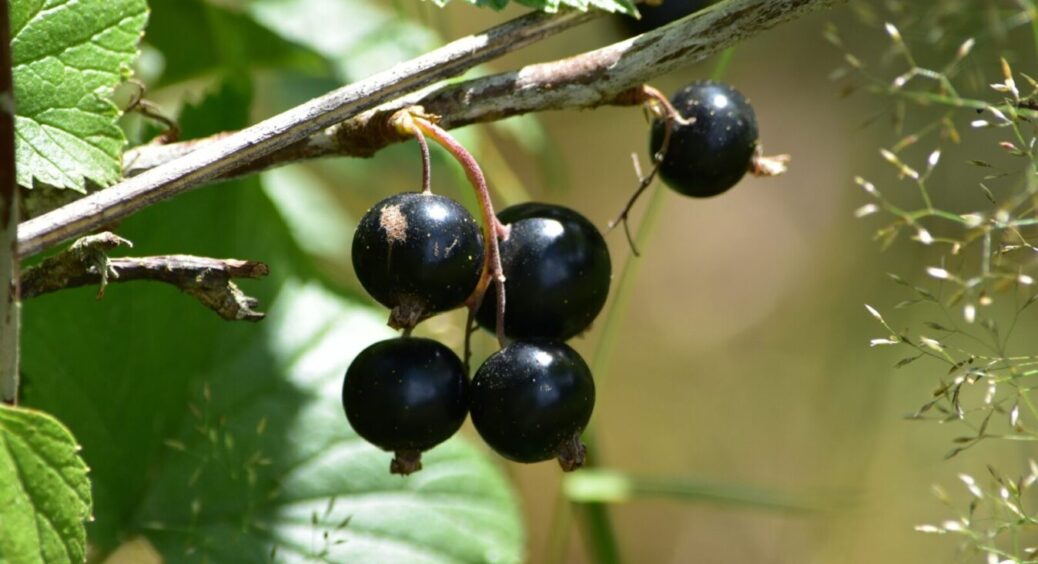 Робила експеримент над кущем смородини: ця підживка виявилася просто “вау” – ягоди виросли розміром з вишню 