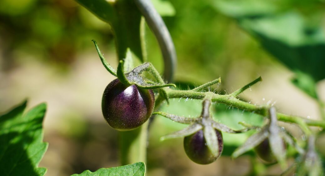 Ідеальний для салатів і домашнього соку: цей сорт помідорів здивує навіть дачників, які все життя на городі 