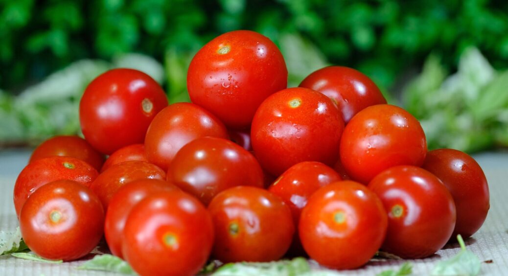 Городники “ганяються” наввипередки за цим сортом помідорів: не лише красивий, але й солодкий і без недоліків 