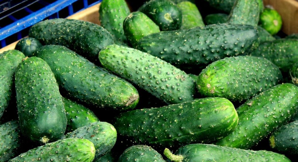 Посіяла у січні – зібрала у березні: сорт огірків, який має найвищу стійкість до морозів і борошнистої роси 