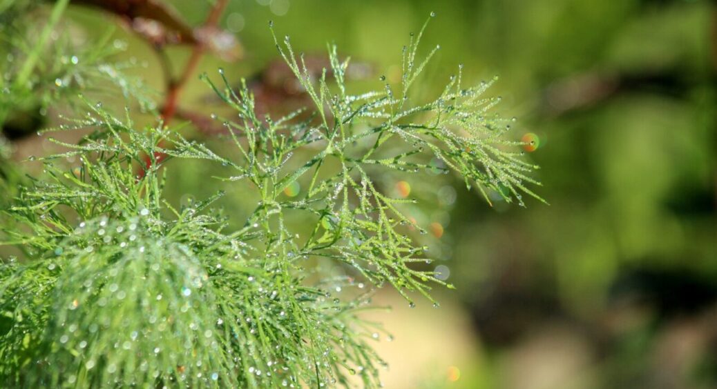 Від висівання до зелені всього за 3 тижні: новий метод осіннього вирощування кропу – врожай за 21 день 