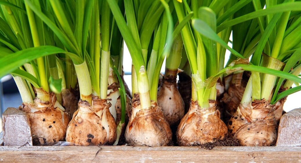 Чому озима цибуля “не вдається” – погано сходить, підмерзає, пізня і дрібна: я виявила ці 3 прикрі помилки 