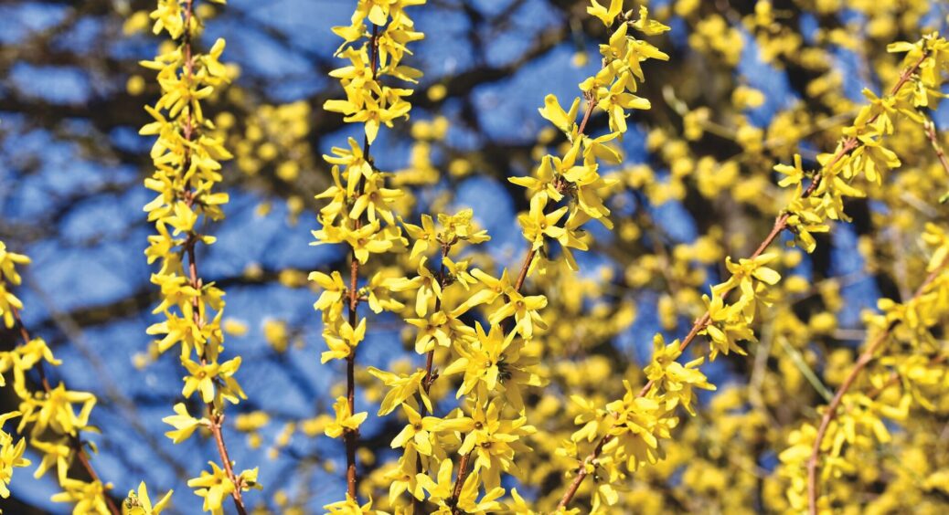 Форзиція або Жовтодзвін – назва рослини така ж красива, як і її вигляд: тонкощі догляду для пишного цвітіння 