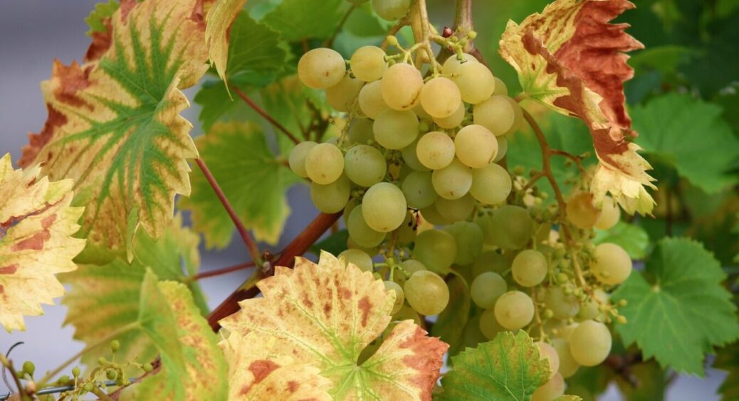 Свекруха “присіла” мені на вуха, щоб я не забула про ці 2 етапи обрізки винограду восени: вдячна їй за це 