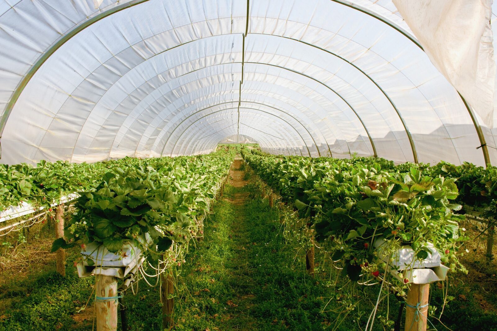 Садівники поділилися економним засобом для обробки теплиці