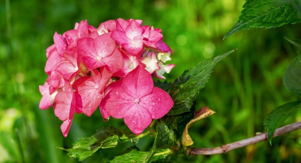 Насипаю під кущ кожен жовтень: гортензія так любить це добриво, що віддячує цвітінням, як в Садах Семіраміди 