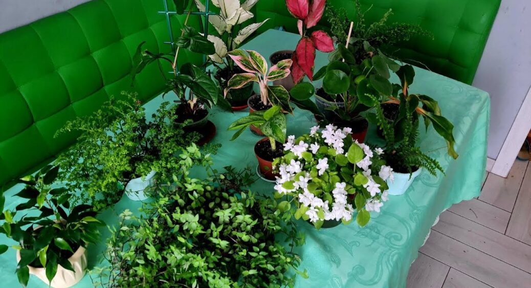 Квіти на підвіконні дали бутони 3 рази за сезон: підсипала їх тим самим зіллям, з чого вчора пекла пиріжки 