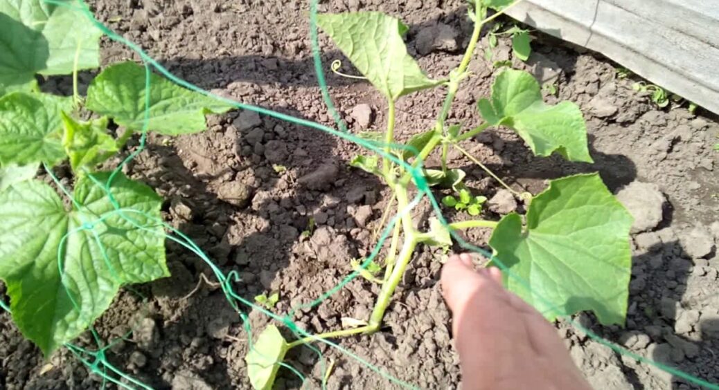 Грядок огірків не маю, але завжди при врожаї: посадила ось таким несподіваним способом і виростила 50 кіло 
