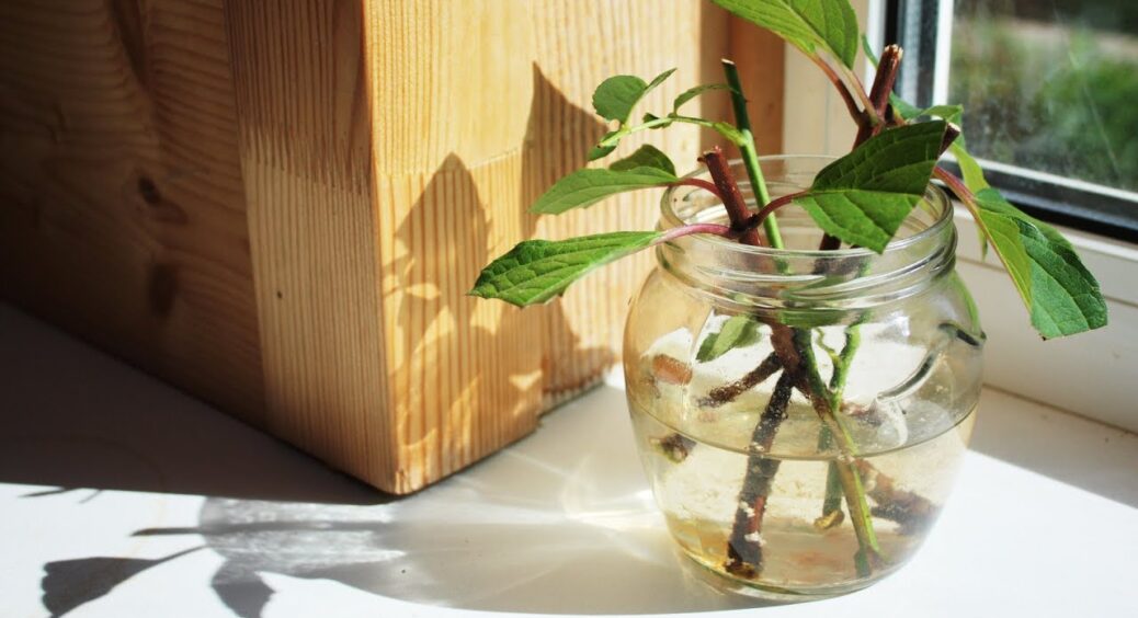 Бабуся в житті не купувала стимулятори для живців: ставить їх у цю “бовтанку” – і вони укорінюються на 1-2-3 