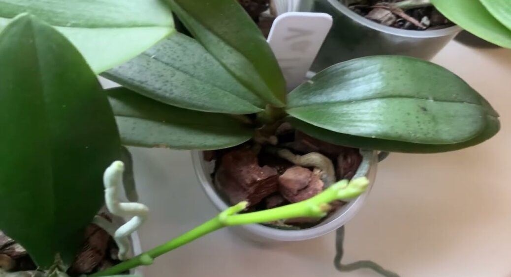 Після такого догляду листя орхідей стало глянцевим – потрібна лише 1 чайна ложка раз на 2 тижні 