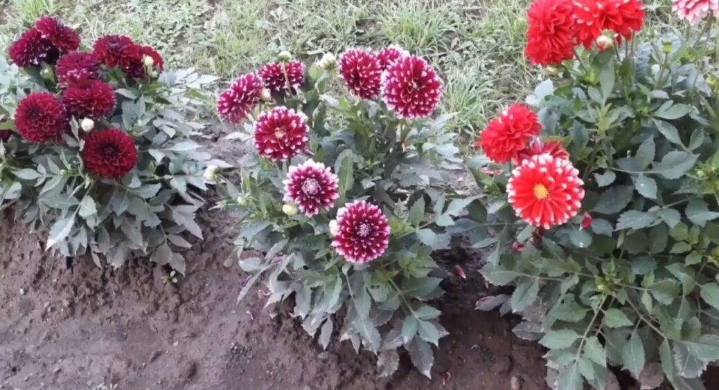 2 роки не могла допетрати, що робити з жоржинами перед зимою, поки дачниця-сусідка не підказала цей лайфхак 