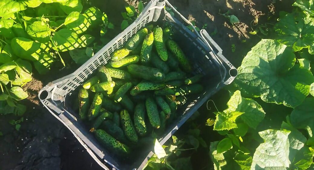 Ми сміялися, як сусідка доглядає за огірками. А потім побачили, що вона збирає огірки відрами з 2-х кущів 