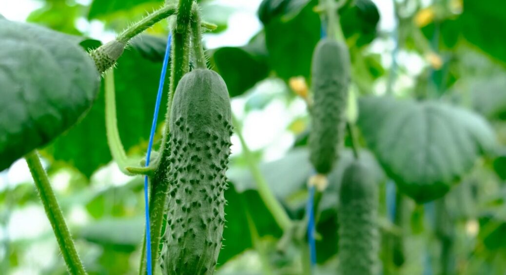 Як обрати насіння огірків для стабільного врожаю у 2025: свекруха-дачниця дала 3 поради для кожного сезону 