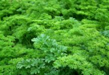 Петрушка не сходила 3 рази: зрозуміла 1 помилку з горщиком – тепер вона густа, зелена, росте, як божевільна Експерти розповіли, як успішно виростити петрушку на підвіконні взимку