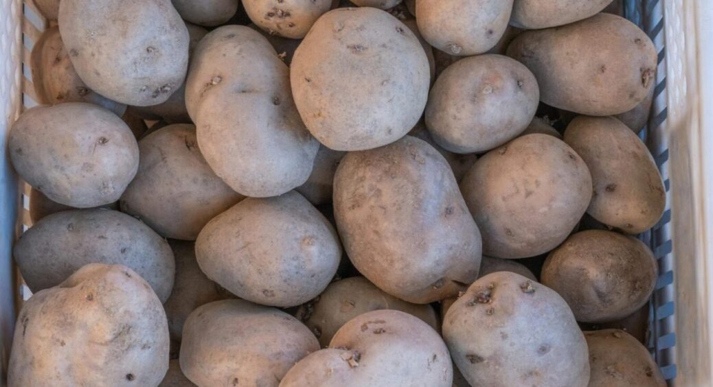 Картопля, а потім – знову картопля: як допомогти ґрунту відновитись, коли здійснити сівозміну неможливо 