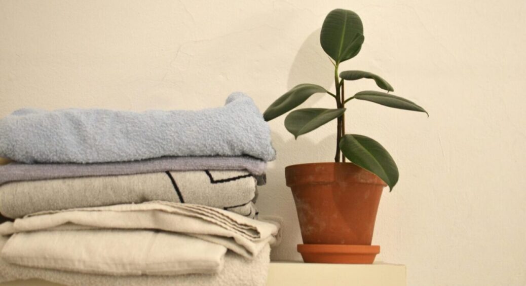 Фікус Бенджаміна – невибаглива рослина, але ці 3 помилки призводять до погіршення цвітіння: пояснення 