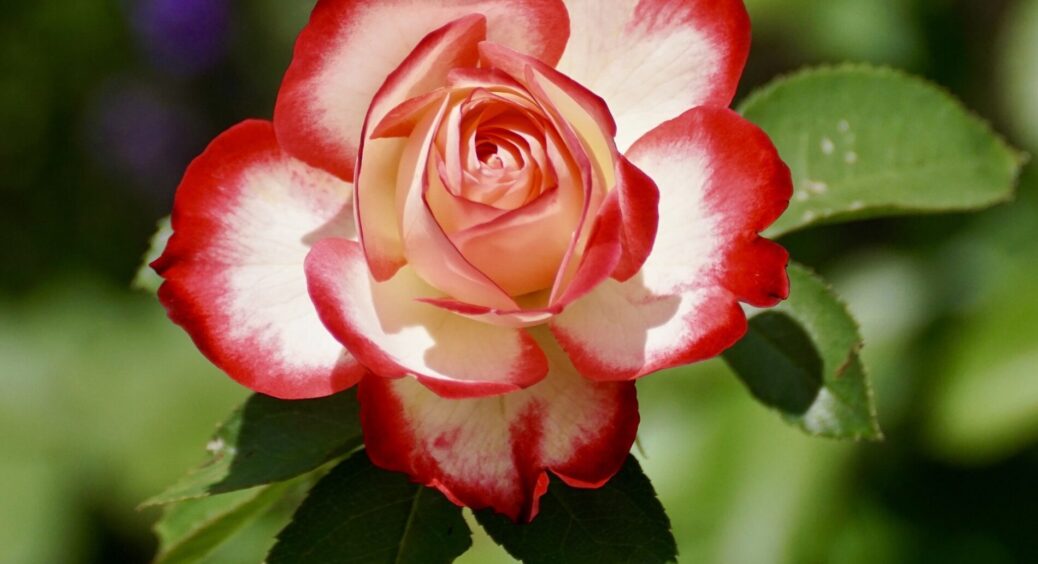 0 допомоги, одне суцільне розчарування: свекруха розповіла, які рослини краще не садити разом з трояндами 