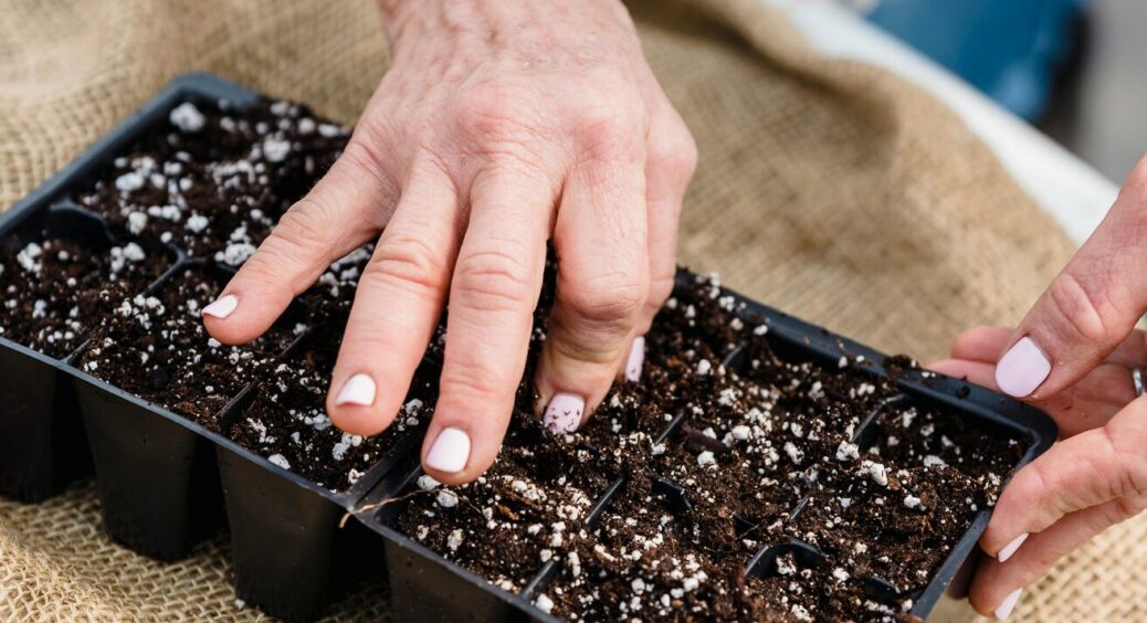 “Що посієш, те й пожнеш”: вчимося правильно обирати, сортувати та зберігати насіння для врожаю! 