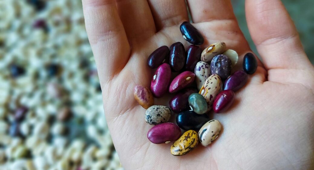 Невістка навчила простого трюку: як правильно зібрати та зберегти насіння овочів? Знають 9 з 10 городників 