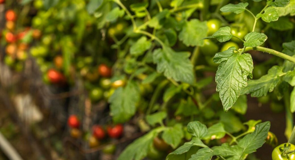 Дотримуватися сівозміни треба з розумом: 5 овочів, які не можна садити після збору врожаю гарбуза на городі 