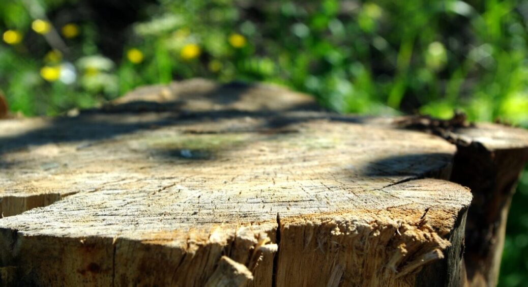 Пеньок просто розсиплеться як труха: не викорчовую, не випалюю – знайшла 100-відсотково працюючий метод 