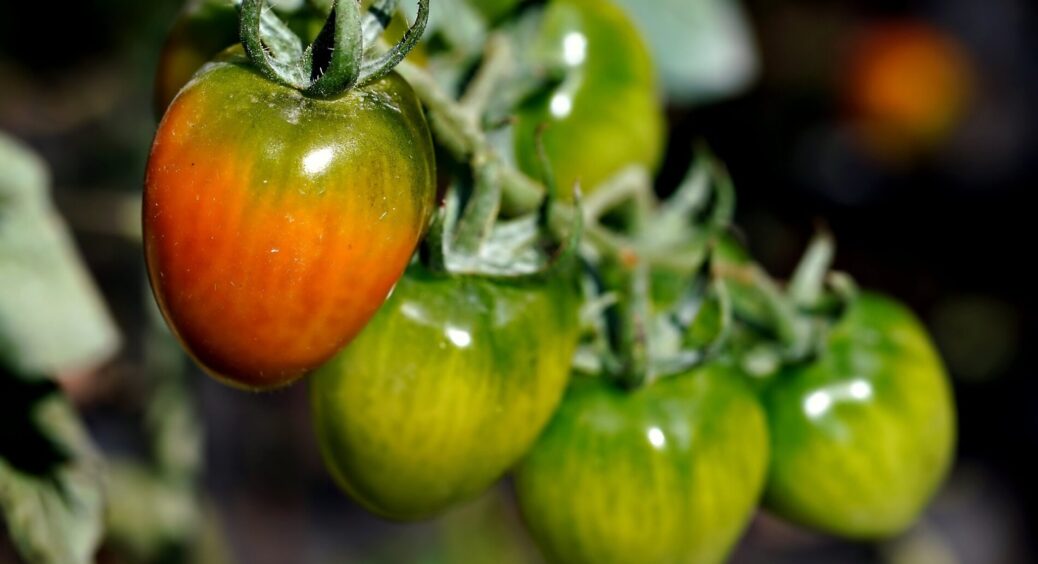 За 15 років городництва я перепробувала 7 сортів і 5 гібридів помідорів, та тільки один підкорив мене: назва 