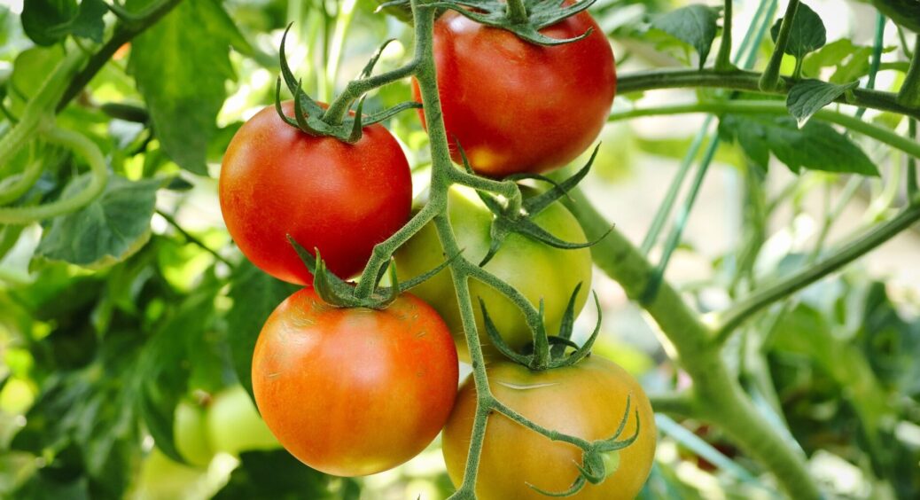 Врожайність помідорів залежить від типу ґрунту: досвідчені агрономи дали 5 порад з вибору сортів томатів 