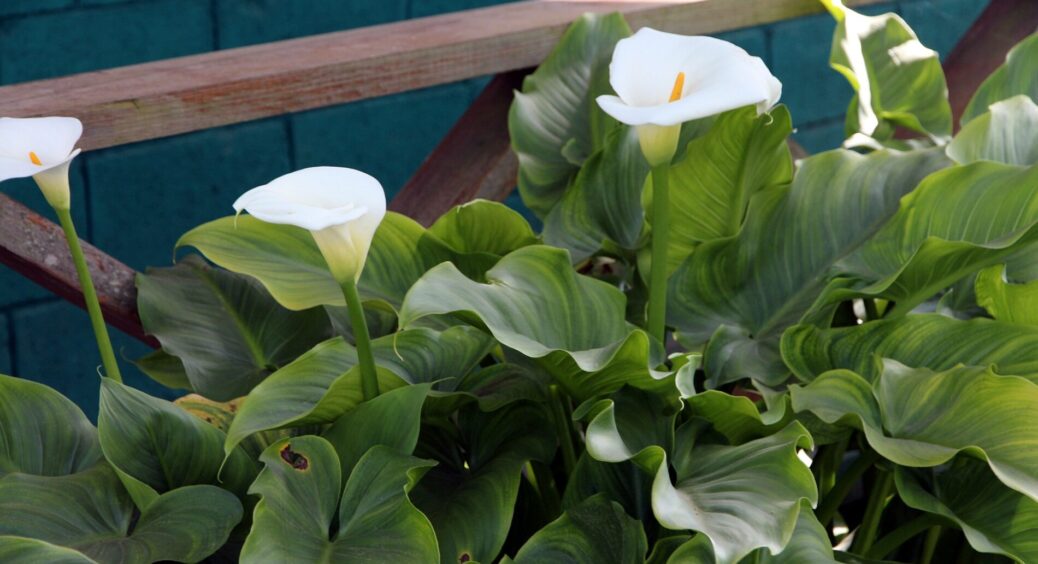 Ця квітка притягує неприємності та біду: поставити цю рослину на підвіконні – підписати власною рукою вирок 