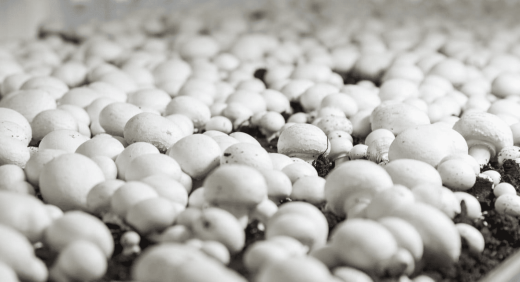 Купила брикет за 220 грн – і через 6 тижнів зібрала 5 кг печериць: але є 2 проблеми, про які всі мовчать 