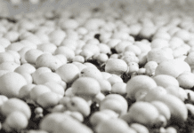 Купила брикет за 220 грн – і через 6 тижнів зібрала 5 кг печериць: але є 2 проблеми, про які всі мовчать Вирощування шампіньйонів вдома