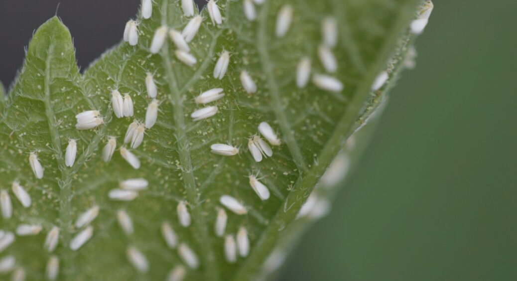 Взяла 2-3 “штучки” – і поклала шкідників на лопатки: що робити, якщо в кімнатних квітах завелися білі мошки 