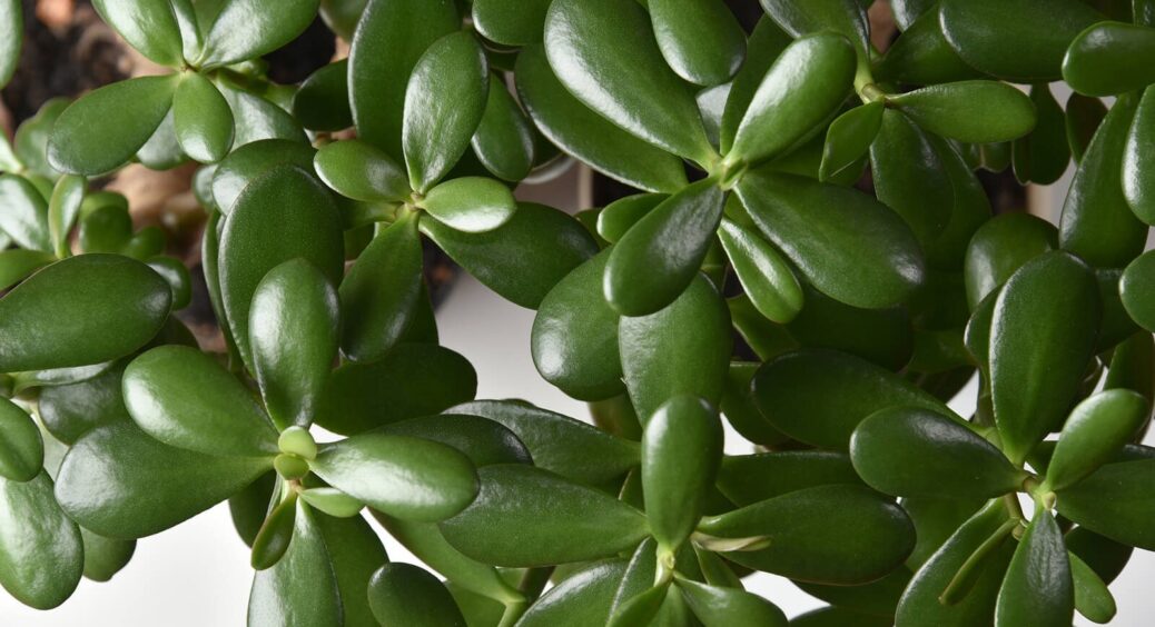 Стара рецептура успіху: як зробити грошове дерево розкішним без жодних хімікатів і витрат. Порада свекрухи 