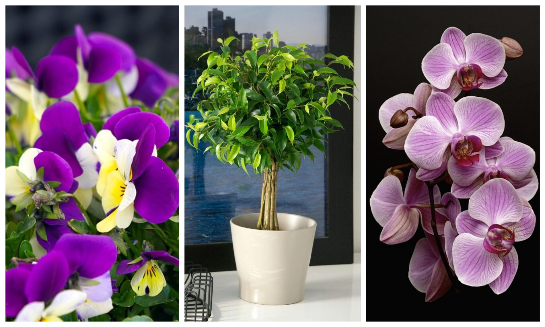 Експерти розповіли про цікавий спосіб підживлення рослин