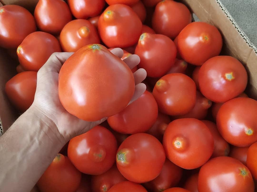 Городники поділилися назвами недорогих, але дуже врожайних сортів томатів