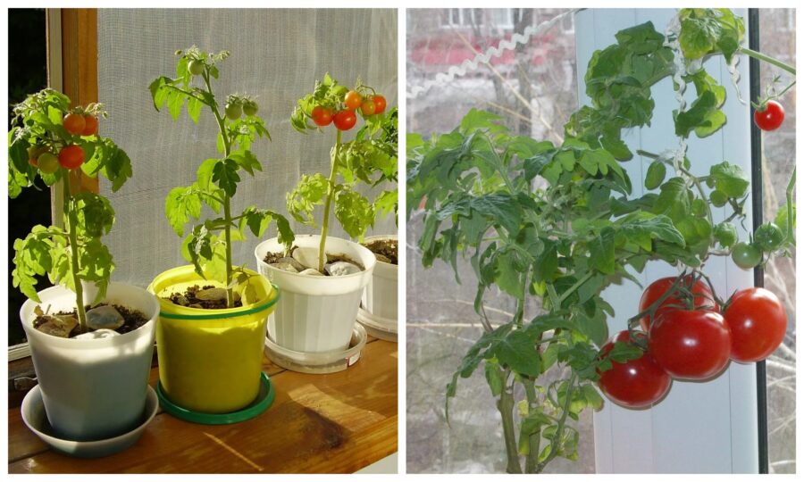 Найкращий сорт помідорів для підвіконня