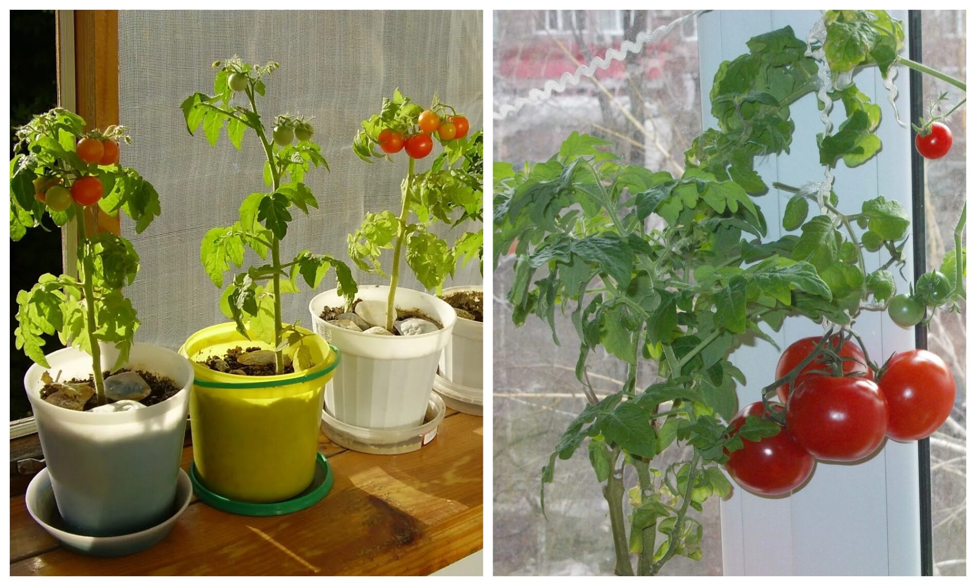 Найкращий сорт помідорів для підвіконня