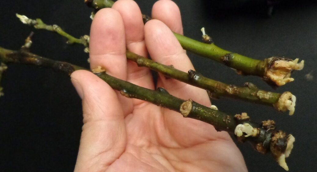 Я перестала викидати гілочки, коли дізналася про цей трюк: 1 городина допомагає укорінити живці без зусиль 