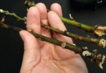 Я перестала викидати гілочки, коли дізналася про цей трюк: 1 городина допомагає укорінити живці без зусиль Садівники поділились цікавим методом укорінення рослин