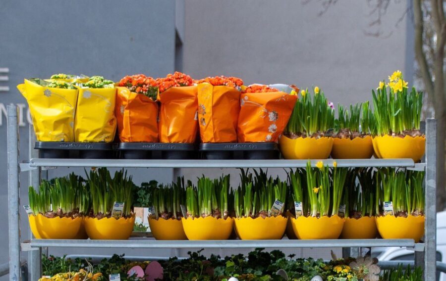 Добриво для квітів з побутових відходів