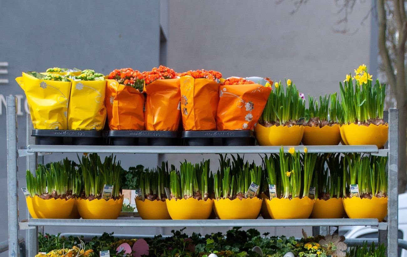 Добриво для квітів з побутових відходів