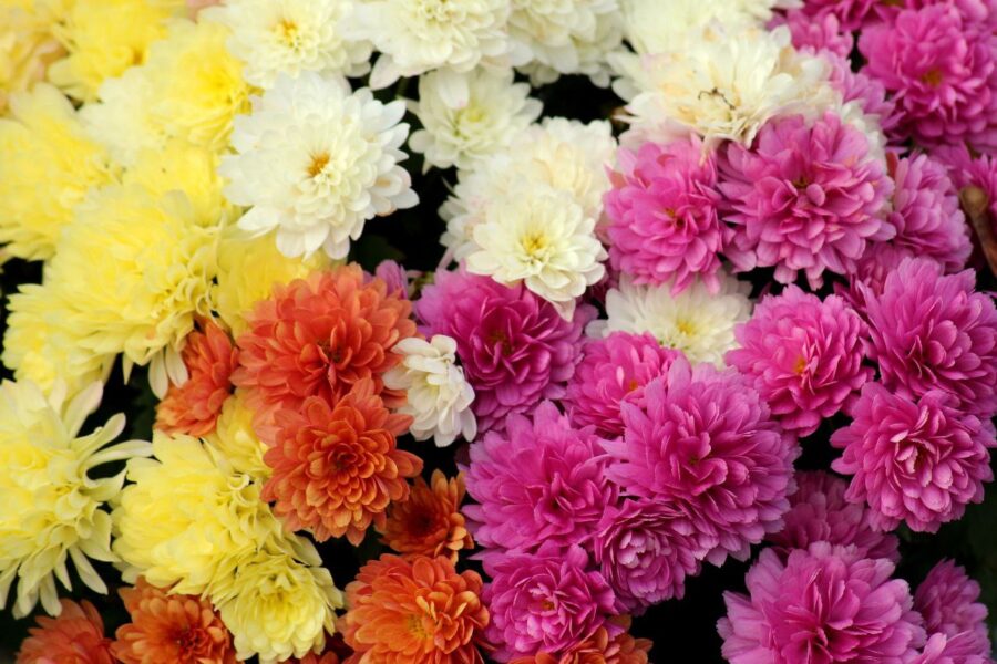 Завдяки цим маленьким хитрощам я з легкістю зберігаю теплолюбні хризантеми взимку Завдяки цим маленьким хитрощам я з легкістю зберігаю теплолюбні хризантеми взимку